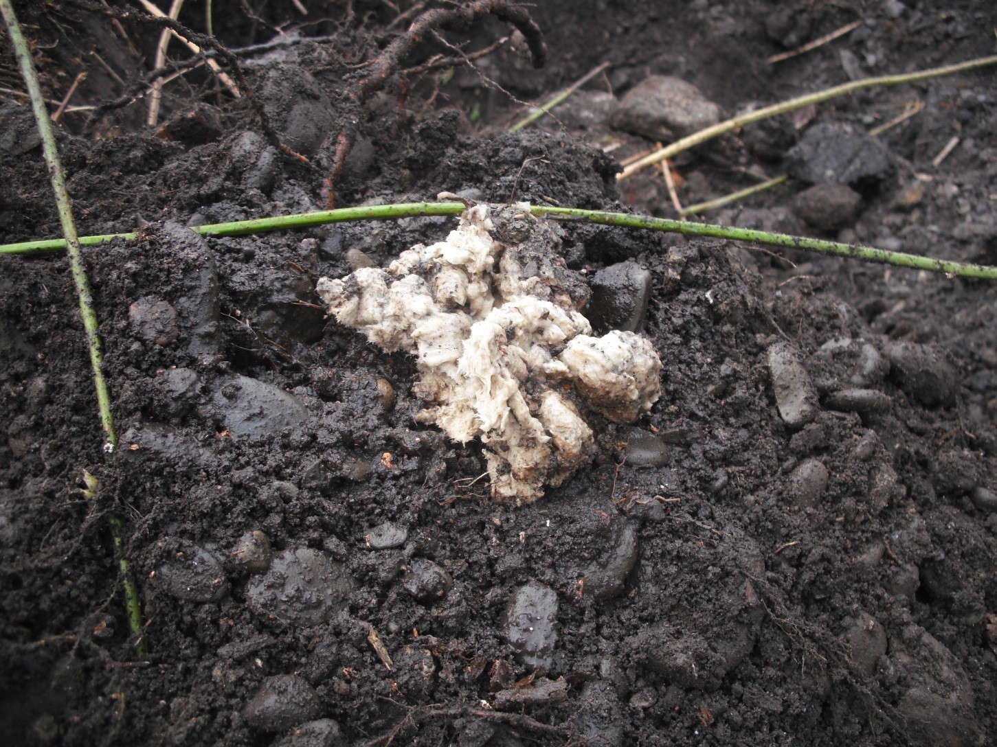 Buried Asbestos Rope.jpg